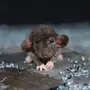 Мышь плачет картинка