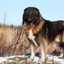 Собака Кавказская Овчарка