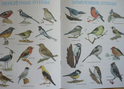 Зимующие птицы краснодарского края и названия