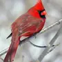 Птица кардинал