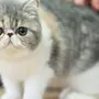Экзотическая Короткошерстная Кошка