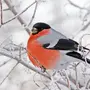 Снегиря Птицы Крупным Планом