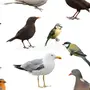Дикие птицы и название