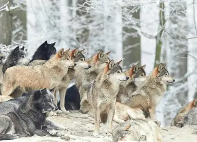Стая волков