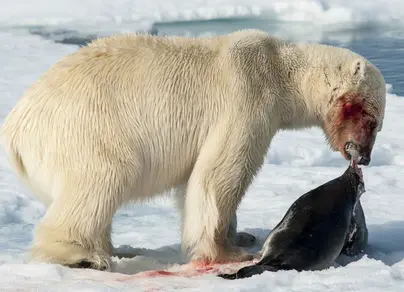 Чем питается белый медведь картинки