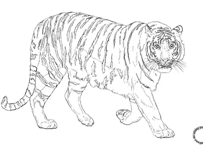 Картинки амурского тигра рисовать
