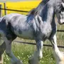 Шайры лошади