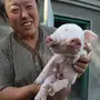Китайские свиньи