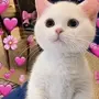 Котики милые с сердечком