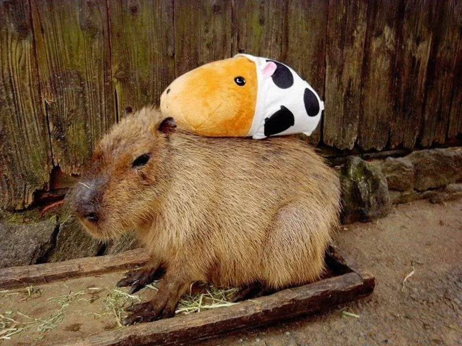 Капибара с мандарином на голове