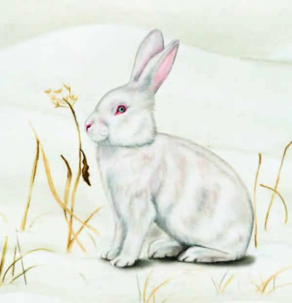 Зайчик 1 часть. Скребицкий белая шубка раскраска. Зайчик зимой для детей. Рисование заяц зимой.