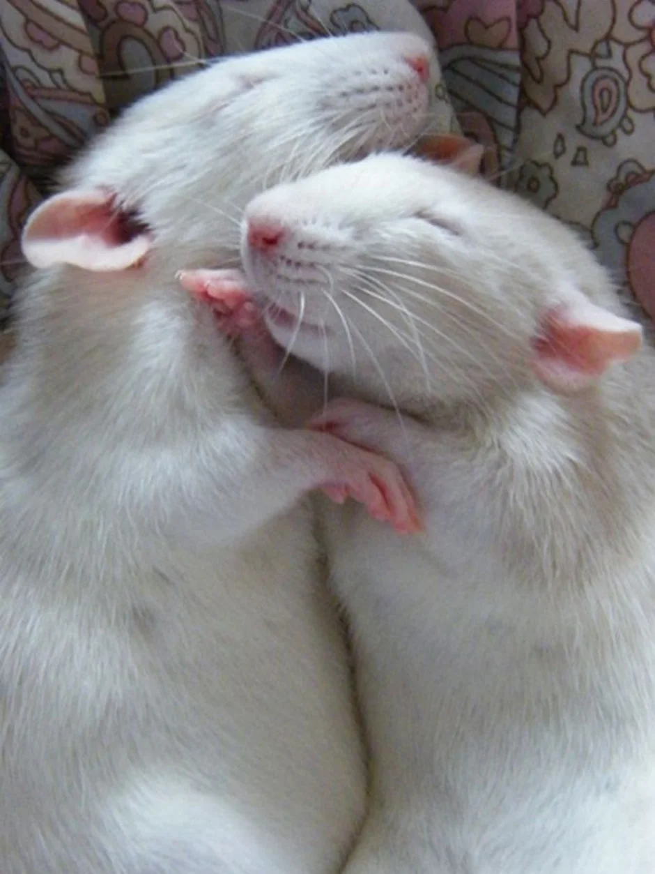 Мыши пара. Крысы обнимаются. Две крысы. Крыски обнимаются. Хомяки обнимаются.