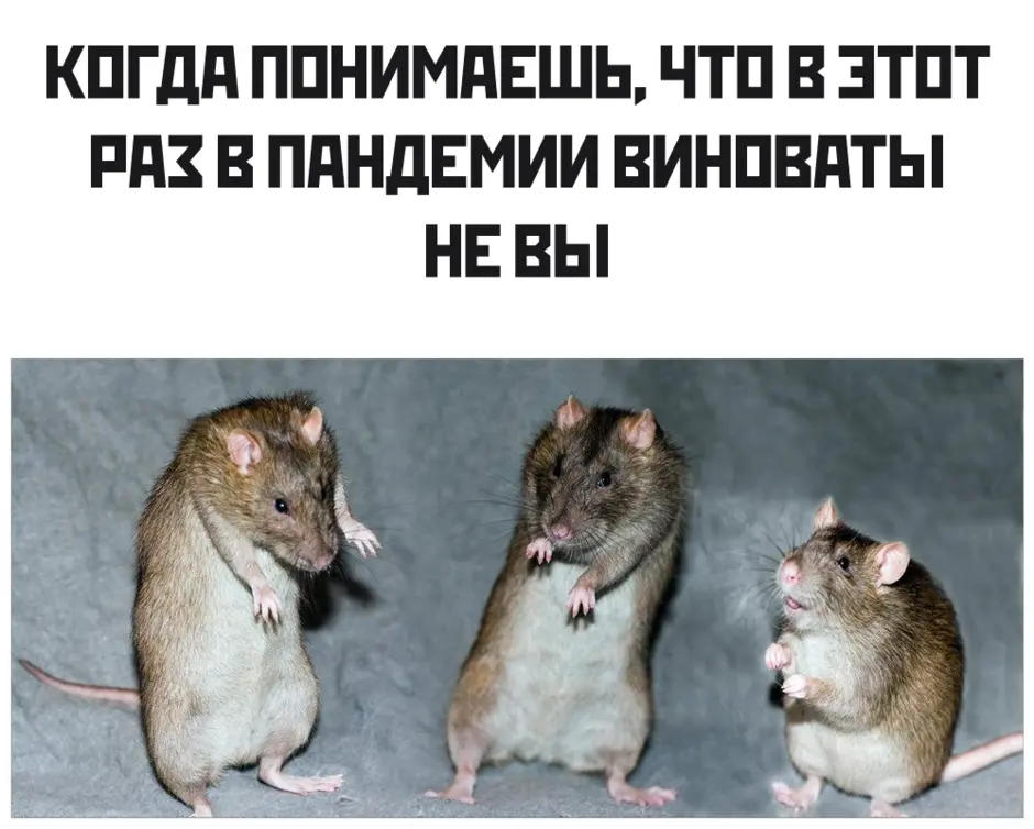 Картинки крысы с надписью. Крыса юмор. Три крысы смешные. Мемы с крысами подружками. Прикольные мемы про крысу.