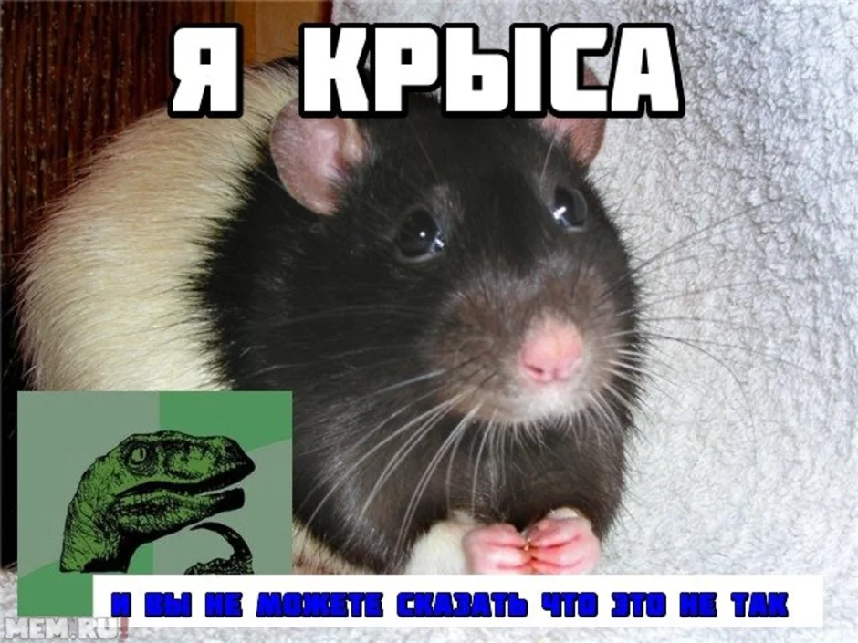 Картинки крысы с надписью. Я крыса. Мемы с крысами. Крыса Мем. Криса Мем.