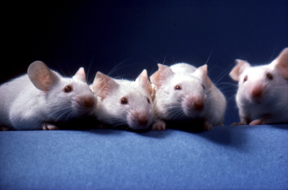 Пять мышей. 4 Крыски. Много мышей. Четыре крыски милые. Четверо крыс.
