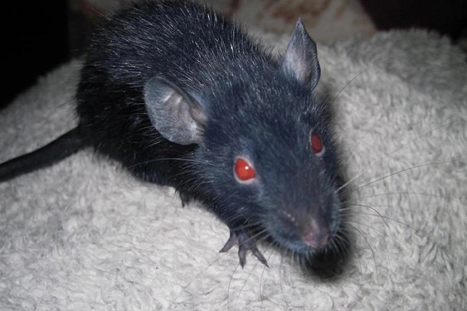 Черная крыса название. Крыса Дэвил. Черная крыса. Черная крыса с красными глазами.