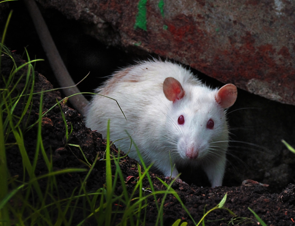 Домашние белые мыши. Белая крыса альбинос с красными глазами. Белая крыса. Белая мышь.