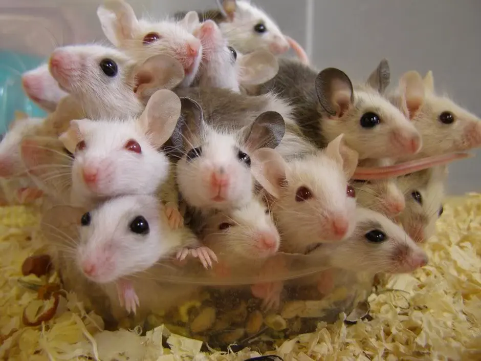 Пять мышей. Мыши мастомисы. Мастомисы Аргент. Много мышей. Много крыс.