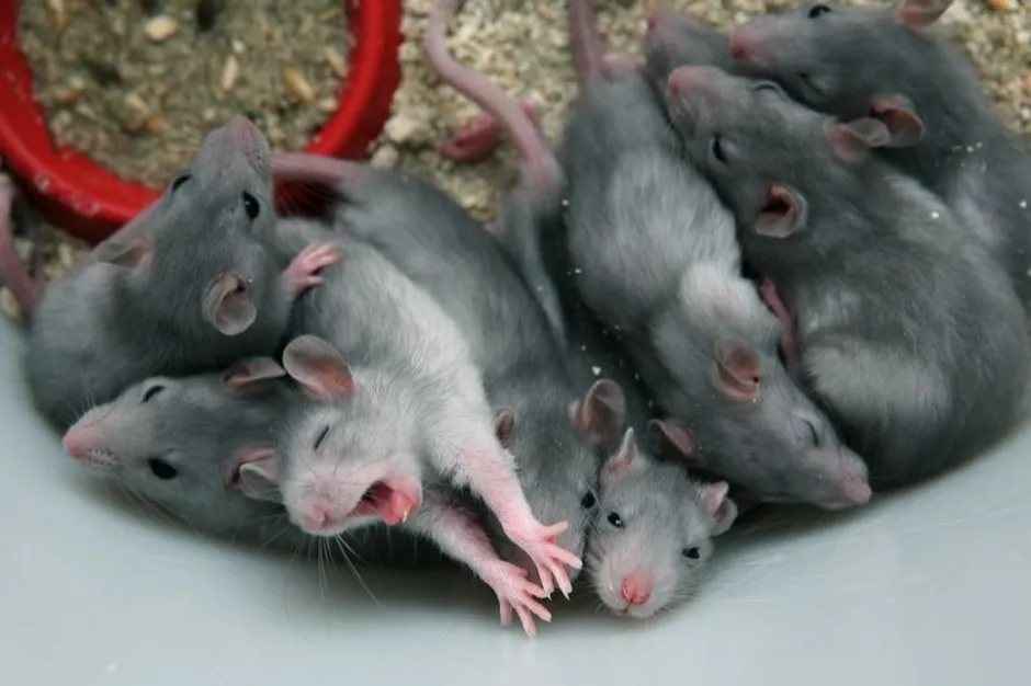 Шесть мышей. Несколько крыс. Много крыс. Семь крыс. Шесть крыс.