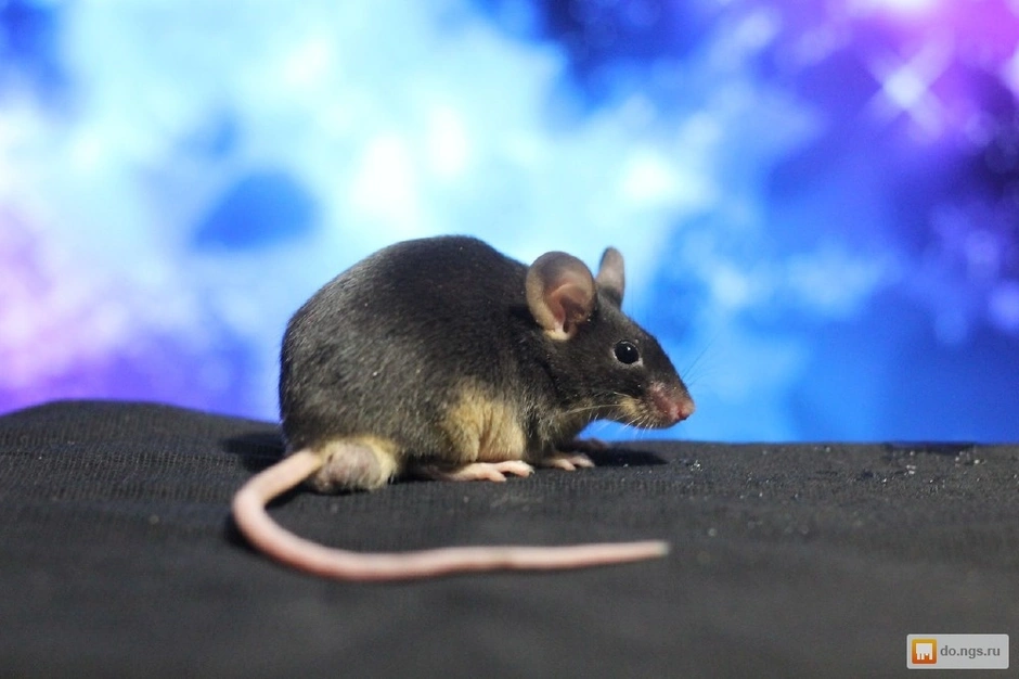 Взрослые мыши. Крыса Дамбо агути. Декоративная крыса агути. Серая крыса агути. Сатиновая мышь кудрявая голубая.