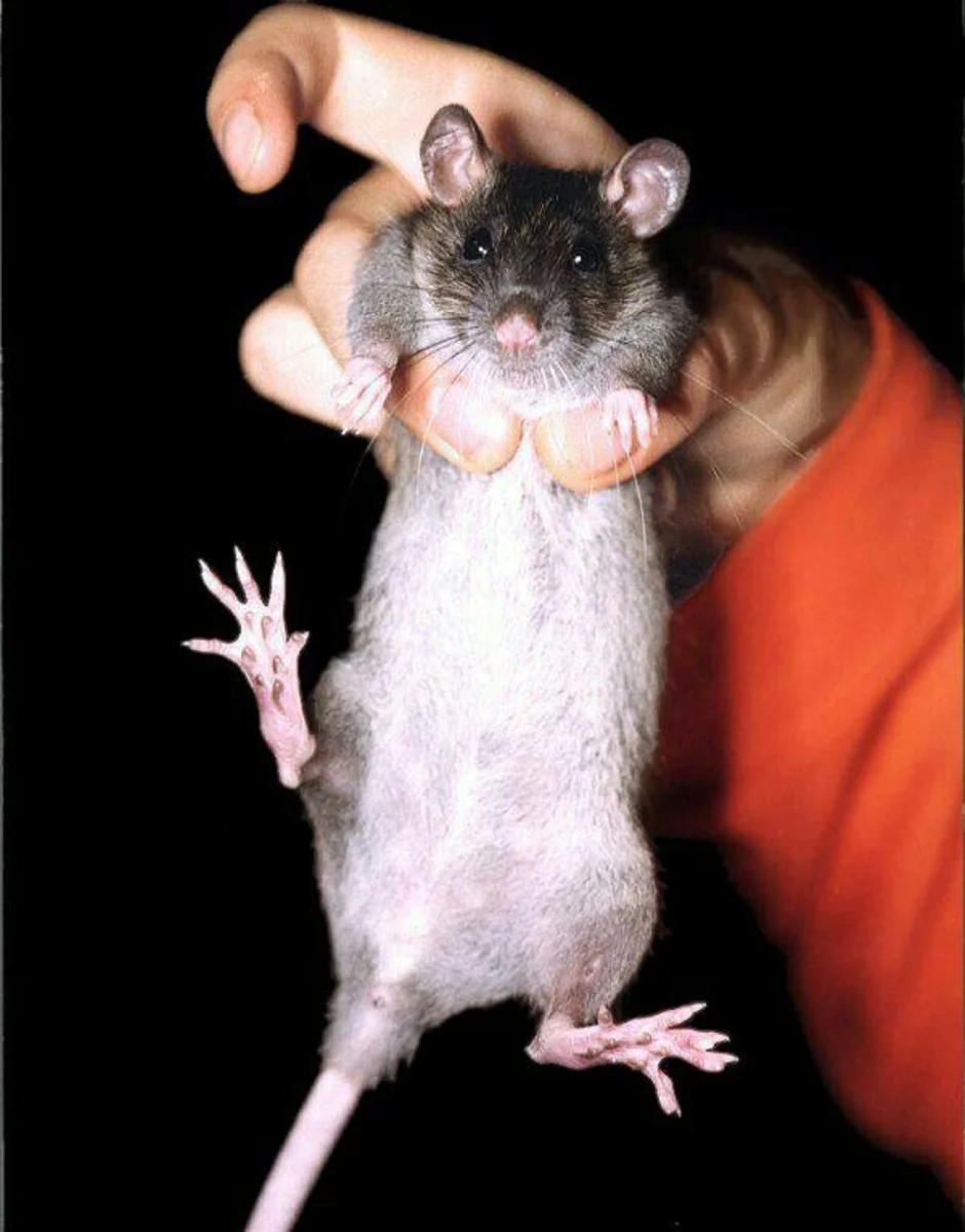 Взрослые мыши. Крыса Пасюк. Огромная мышь.
