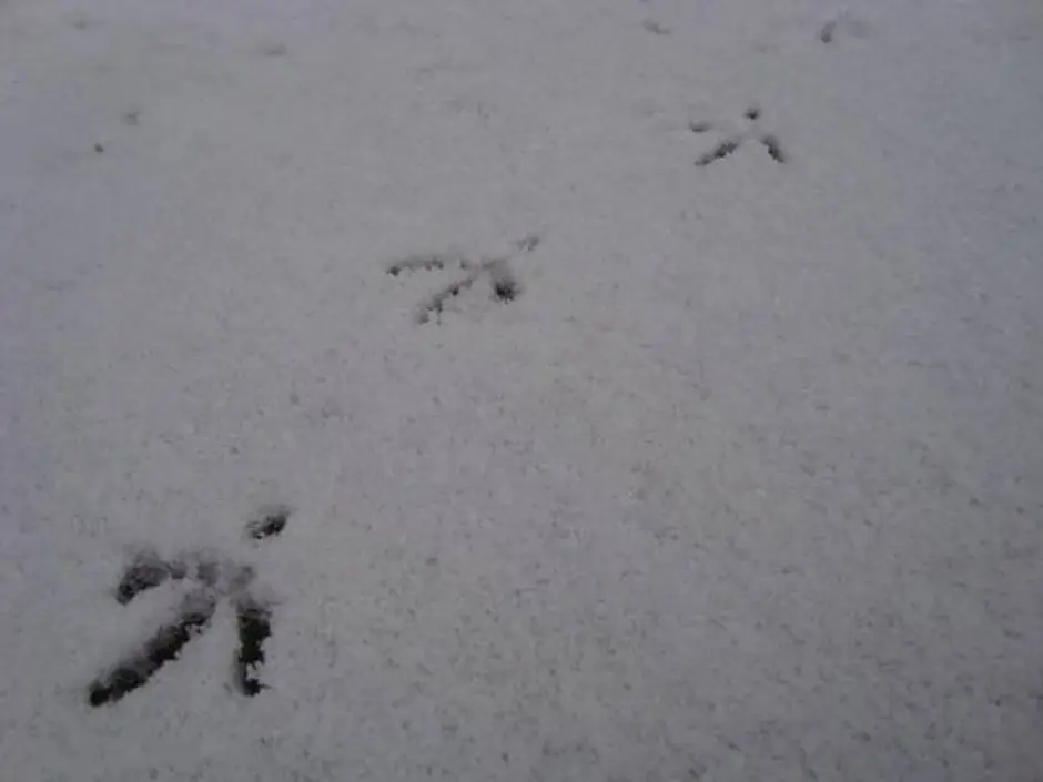 Крысиные следы на снегу. Следы на снегу мышей и крыс. Следы на снегу от крысы. Следы мыши на снегу. По следу крысы 3 военный