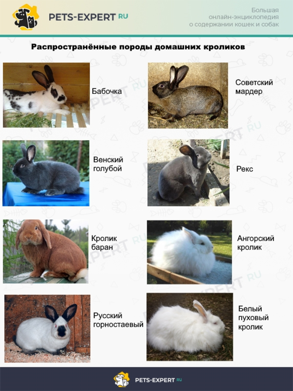 Какие породы кроликов можно скрестить. Распространенные породы кроликов. 60 Пород кроликов. Название пород кроликов. Породы домашних кроликов с фотографиями и названиями.