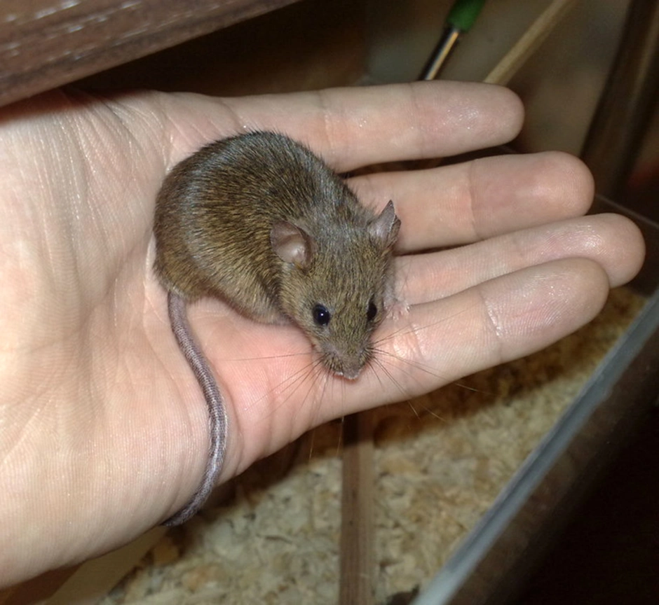 Взрослые мыши. Мышь домовая серая. Мышь домовая (mus musculus l.. Мышь полевка серая домашняя. Маленькая домашняя мышка.