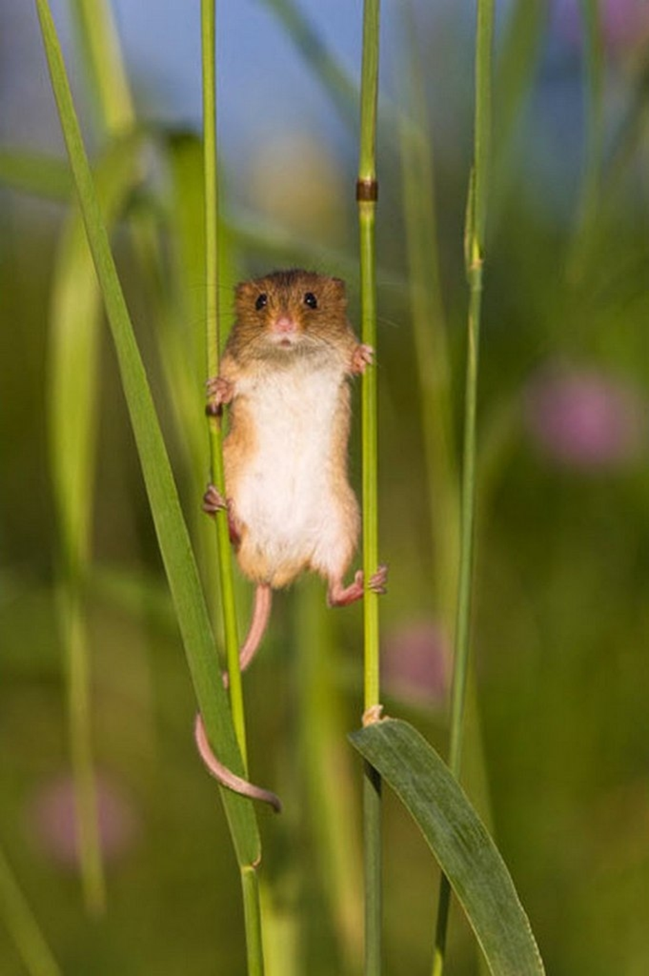 Мышка полевка. Мышь-Малютка – Micromys minutus. Полевая мышь полевка. Мышь Малютка полевка. Хомяки полевки