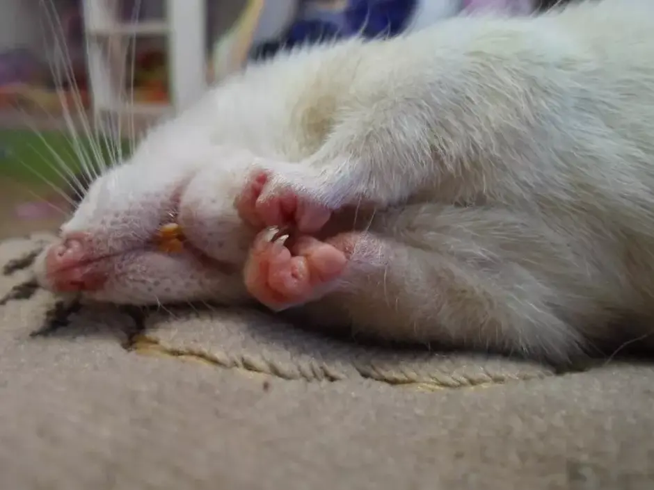 Почему крысы спят. Спящие мыши. Сонная мышь.