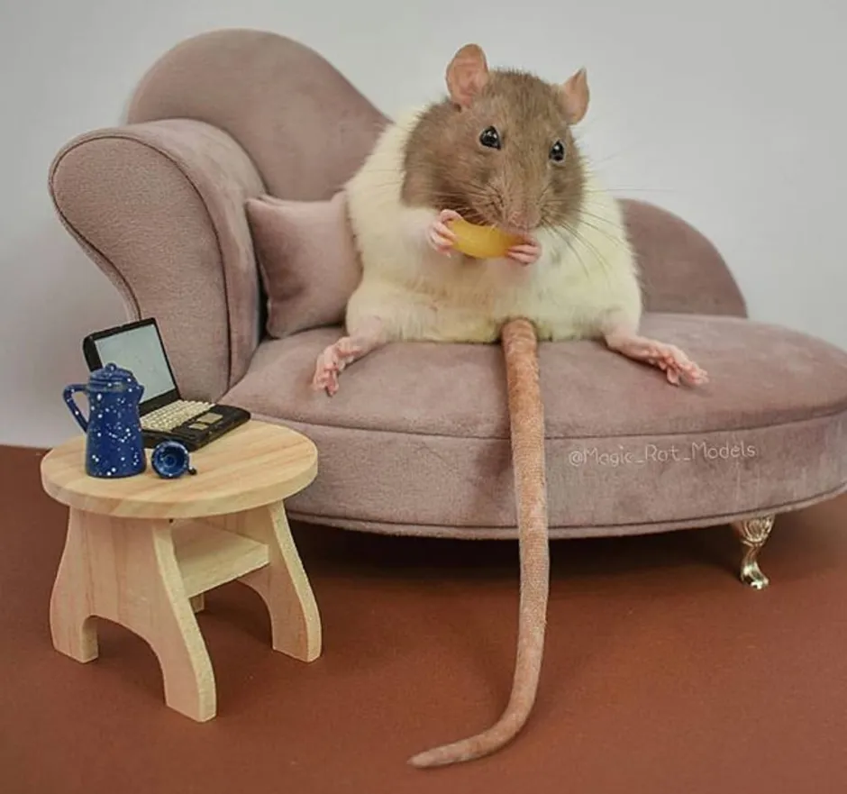 Картинки крысы смешные. Смешная мышь. Смешной мышонок. Прикольные крыски. Забавные мышки.