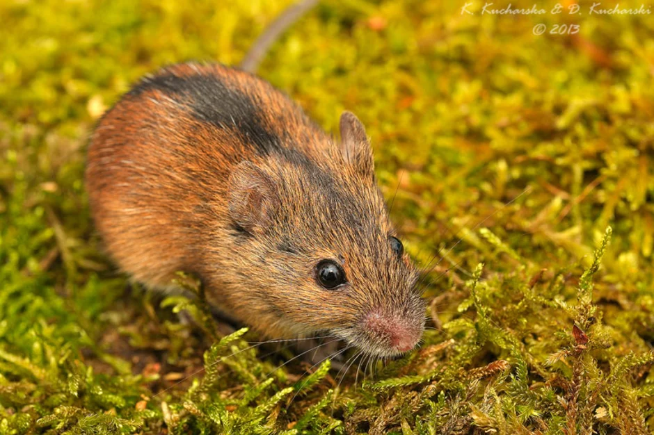 Средняя мышь. Полевая мышь Apodemus agrarius. Степная мышовка. Мышовка Степная – Sicista subtilis. Степная мышь полевка.