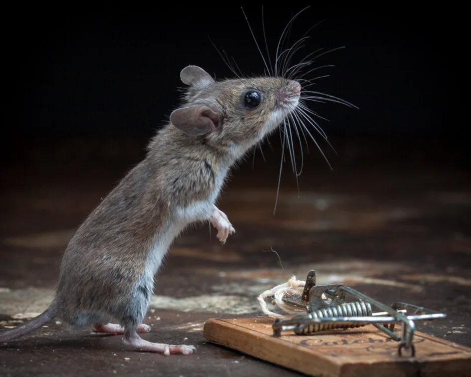 Наведи мышь. Мышка. Мышка Живая. Мышка настоящая. Мышь животное.