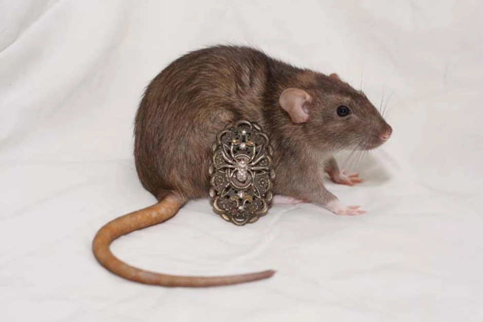 Мышь и крыса. Мышь Крысиная. Мышь и крыса разница. Мышь от крысенка. Как отличить мышь