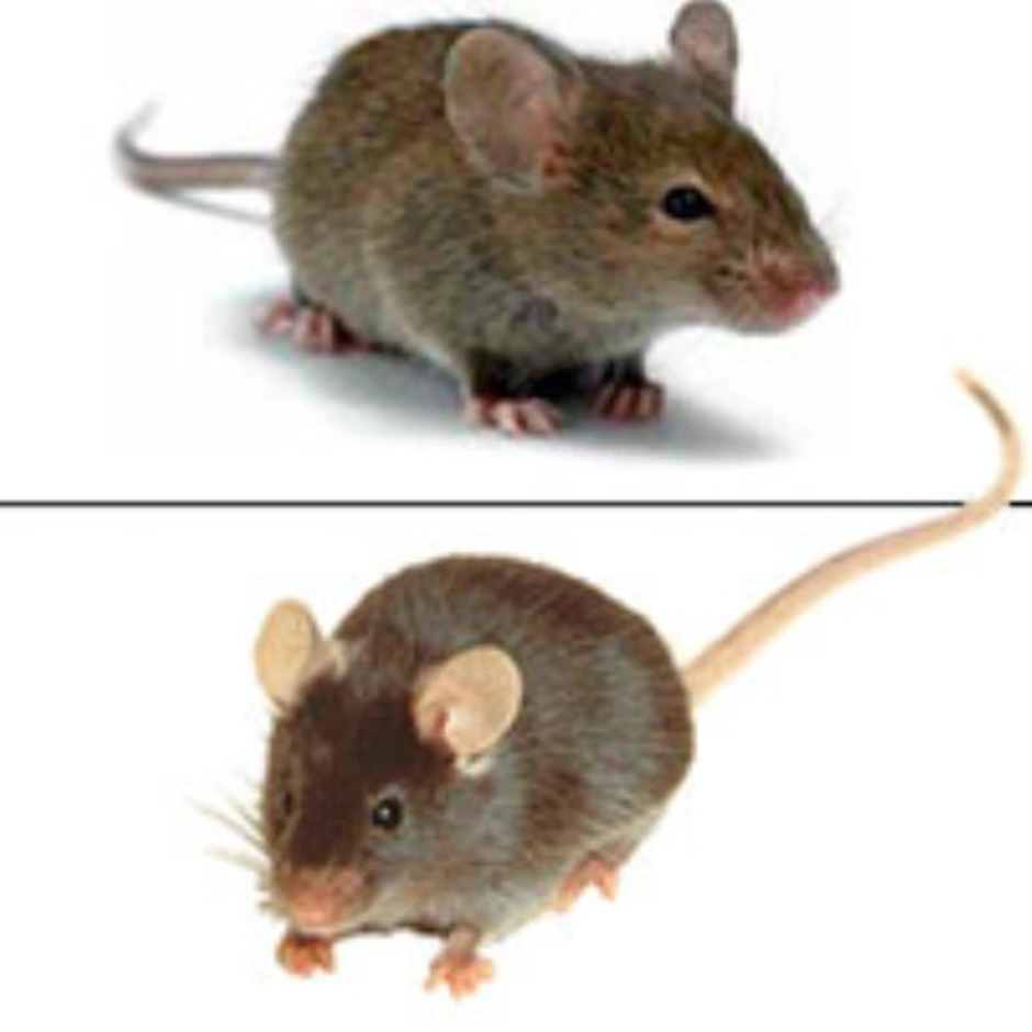 Как отличить мышь. Отличие крысы от мыши полевки. Отличия полевка Пасюк. Отличие мыши от крысы. Различия мыши полевки и крысеныша.