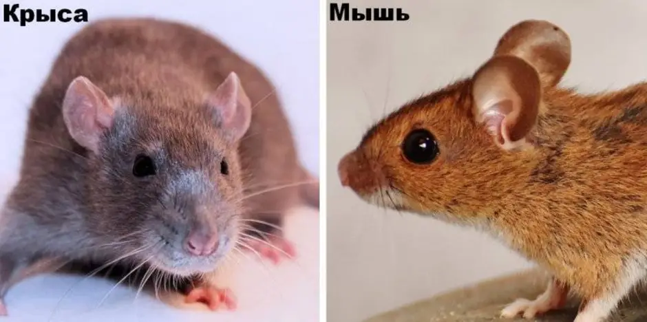 Как отличить мышь. Крыса и мышь отличия. Крысенок и мышонок отличия. Мышь и крыса разница. Различие мыши и крысы.