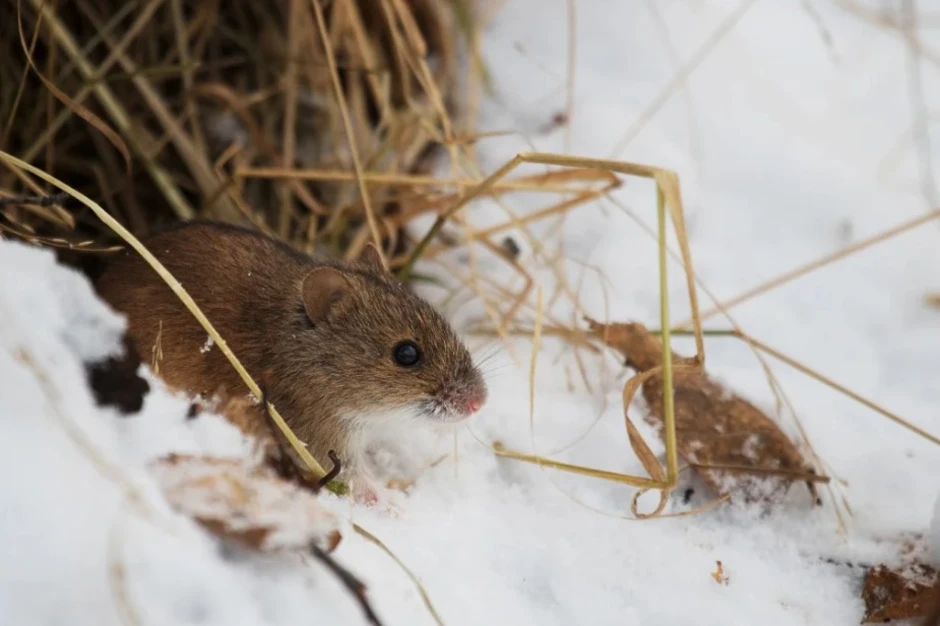 Полевые мыши зимой