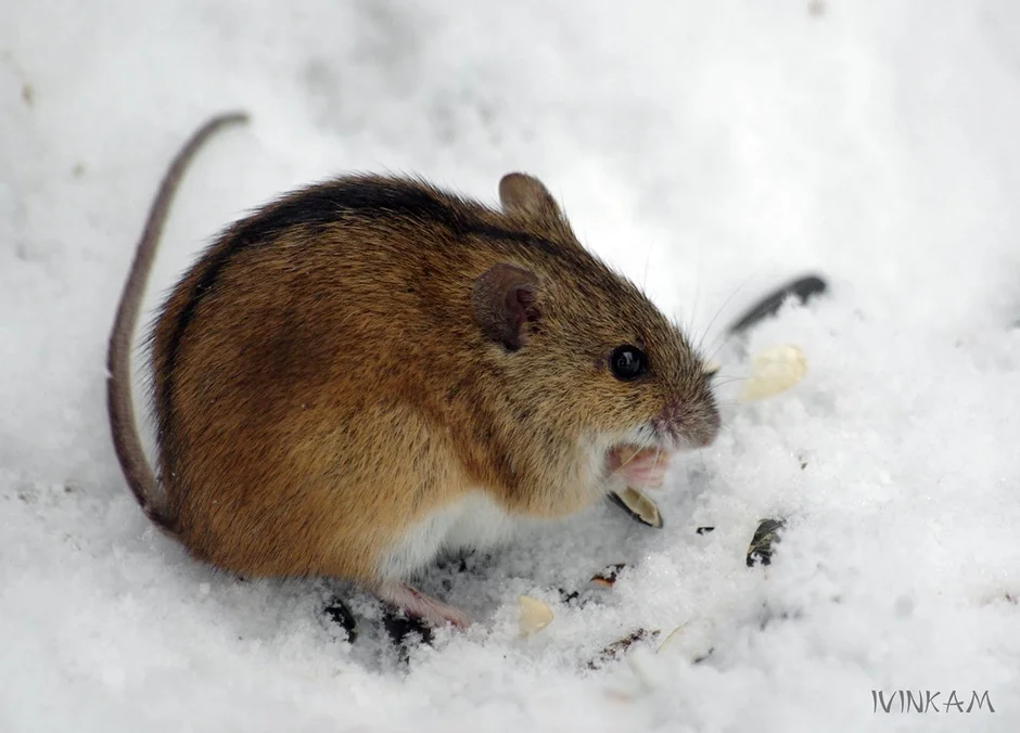 Полевые мыши зимой. Мышь Лесная полевка. Снеговая полёвка. Полевка мышь полевка зимой. Снеговая полёвка (chionomys nivalis).