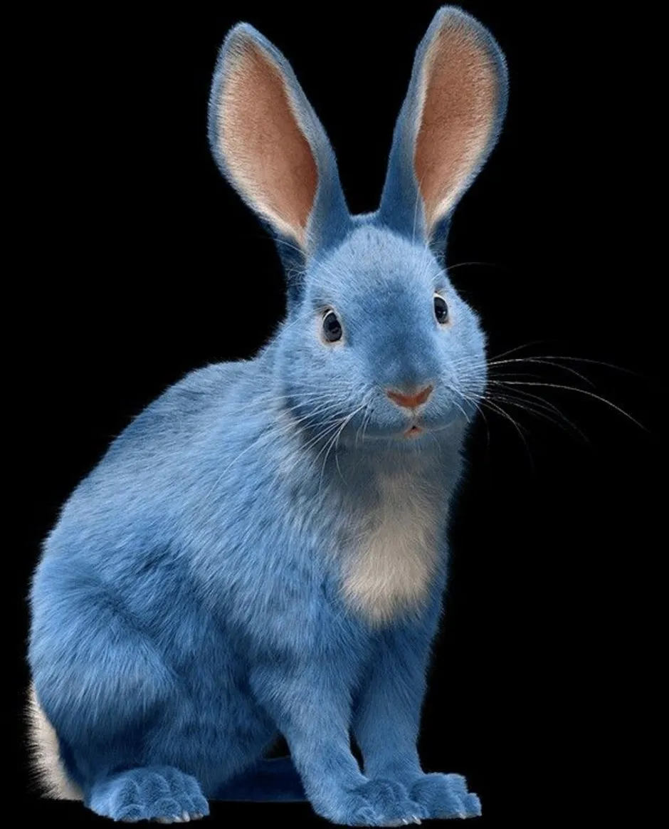 Only bunny. Синий водяной кролик 2023. Голубой кролик. Синий зайчик. Кролик с голубыми глазами.
