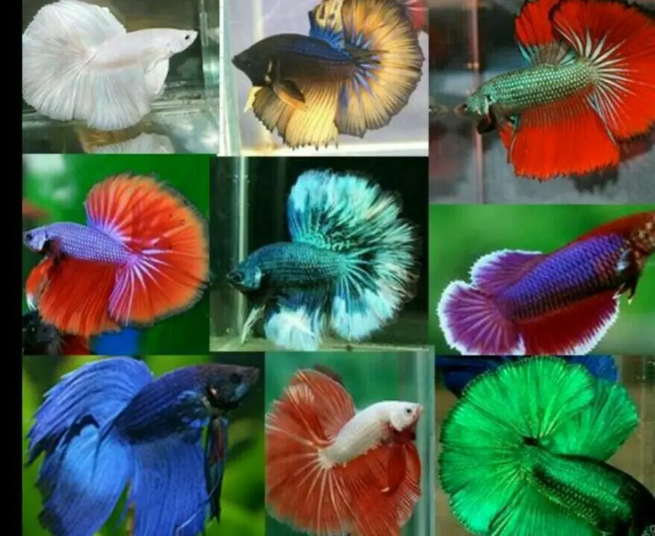 Какую окраску имеют рыбы