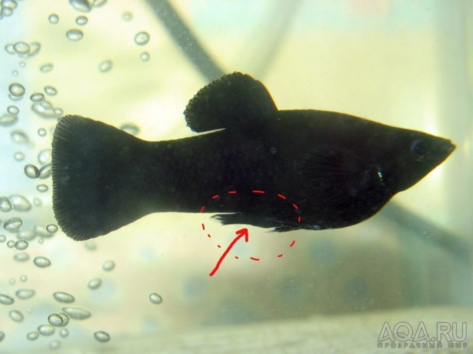 Как отличить самца моллинезия. Чёрная Моллинезия самка. Моллинезия черный самец аквариумная рыбка. Моллинезия чёрная самец и самка. Моллинезия Жемчужная.