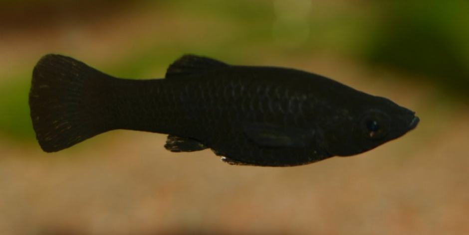 Моллинезия отличить самку. Моллинезия аквариумная рыбка. Моллинезии сфенопс. Моллинезия сфенопс черная. Моллинезия пятнистая.
