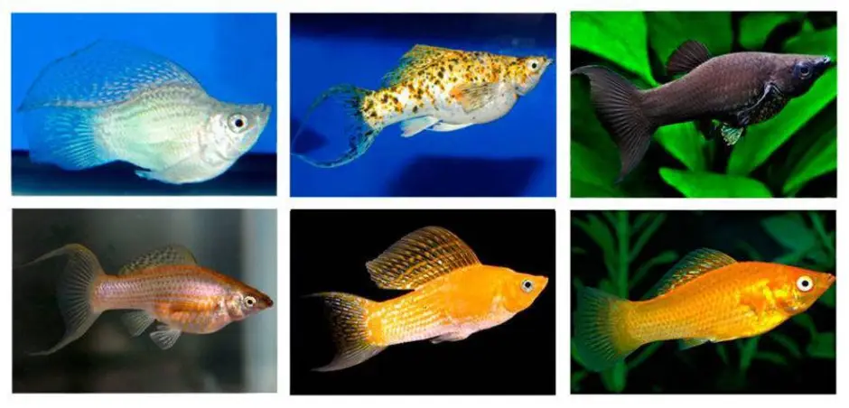 Аквариумные рыбки самки и самцы. Моллинезии аквариумные рыбки. Моллинезия аквариумная рыбка. Моллинезия рыбка самка. Пецилии рыбки самец и самка.