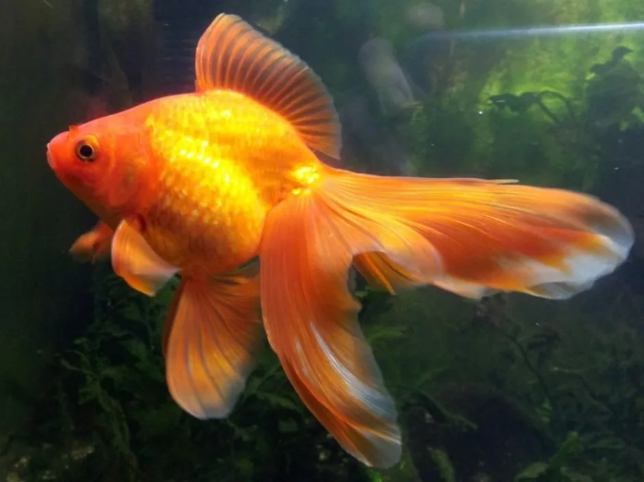 Аквариумная рыба золотая рыбка. Золотая рыбка вуалехвост. Вуалехвост рыбка аквариумная. Вуалехвост золотой. Жемчужный вуалехвост.