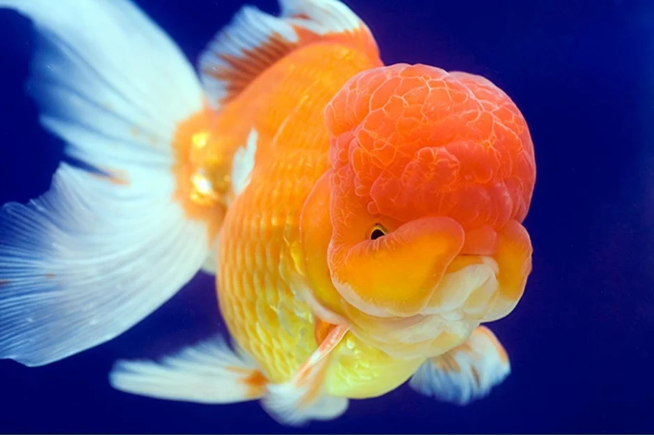 Золотая рыбка Оранда красная. Аквариумная Золотая рыбка Оранда. Золотая рыбка львиноголовка. Аквариумная Золотая рыбка львиноголовка. Голова золотой рыбки
