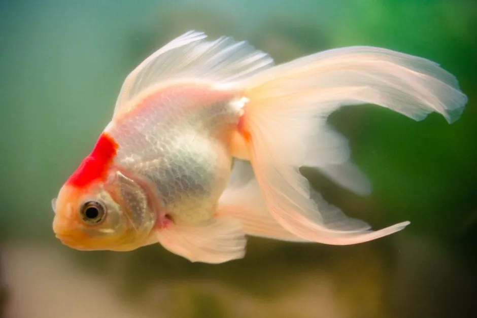 Аквариумная рыба золотая рыбка. Золотая рыбка вуалехвост. Вуалехвост золотой. Вуалехвост рыбка аквариумная. Вуалехвост красный рыбка.