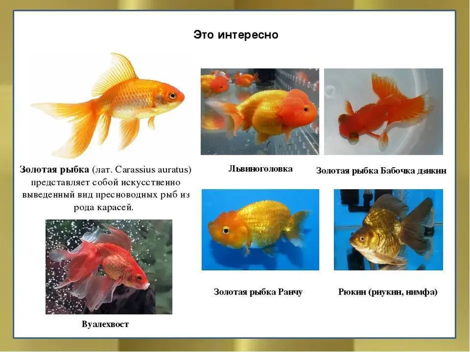 Аквариумные рыбки названия. Аквариумные рыбы для детей с названиями. Аквариумные рыбы названия. Название аквариумных ры.