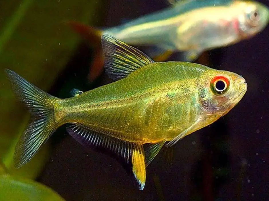 Hyphessobrycon pulchripinnis. Пульхрипиннис аквариумная рыбка. Пульхрипиннис (Hyphessobrycon pulchripinnis). Тетра рыбка аквариумная. Тетры рыбки фото
