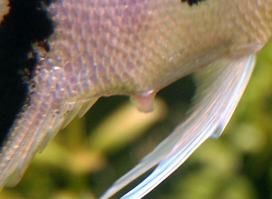 Как отличить самца скалярии. Рыбки скалярий самец самка. Скалярия аквариумная рыбка. Яйцеклад у скалярии. Икра скалярии.
