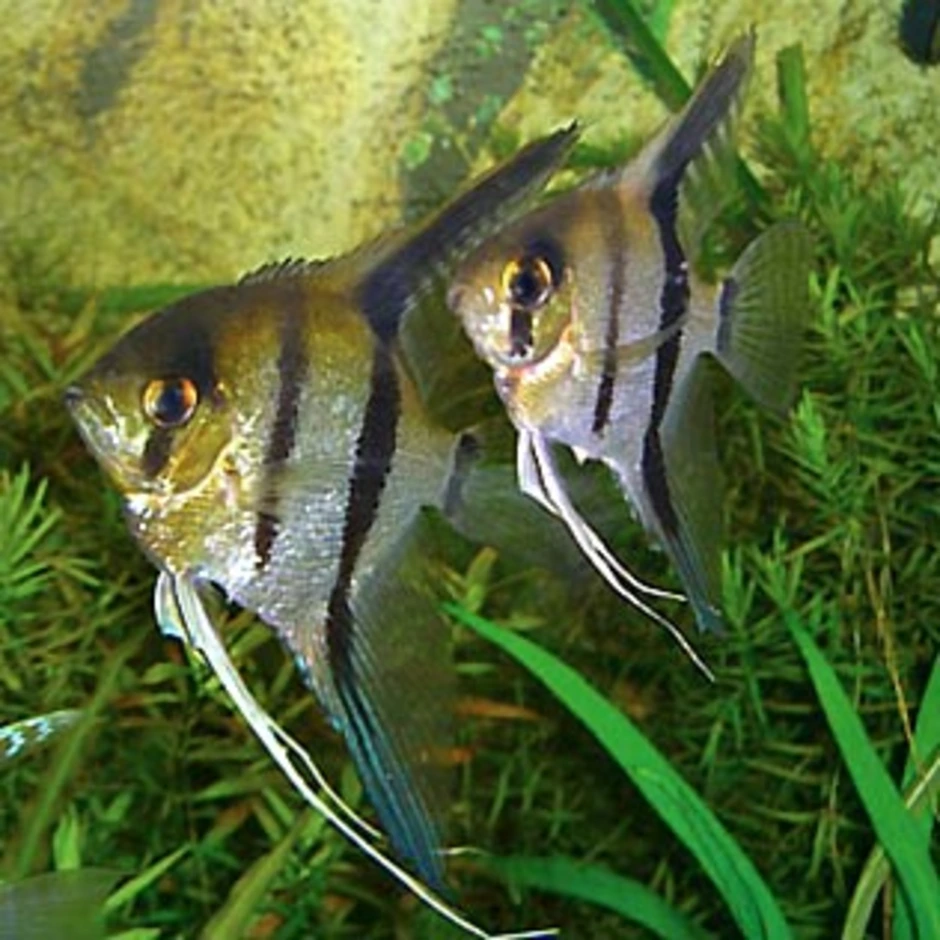 Как отличить самца скалярии. Скалярии аквариумные рыбки. Скалярия самец. Скалярия самец и самка. Самец скалярии.